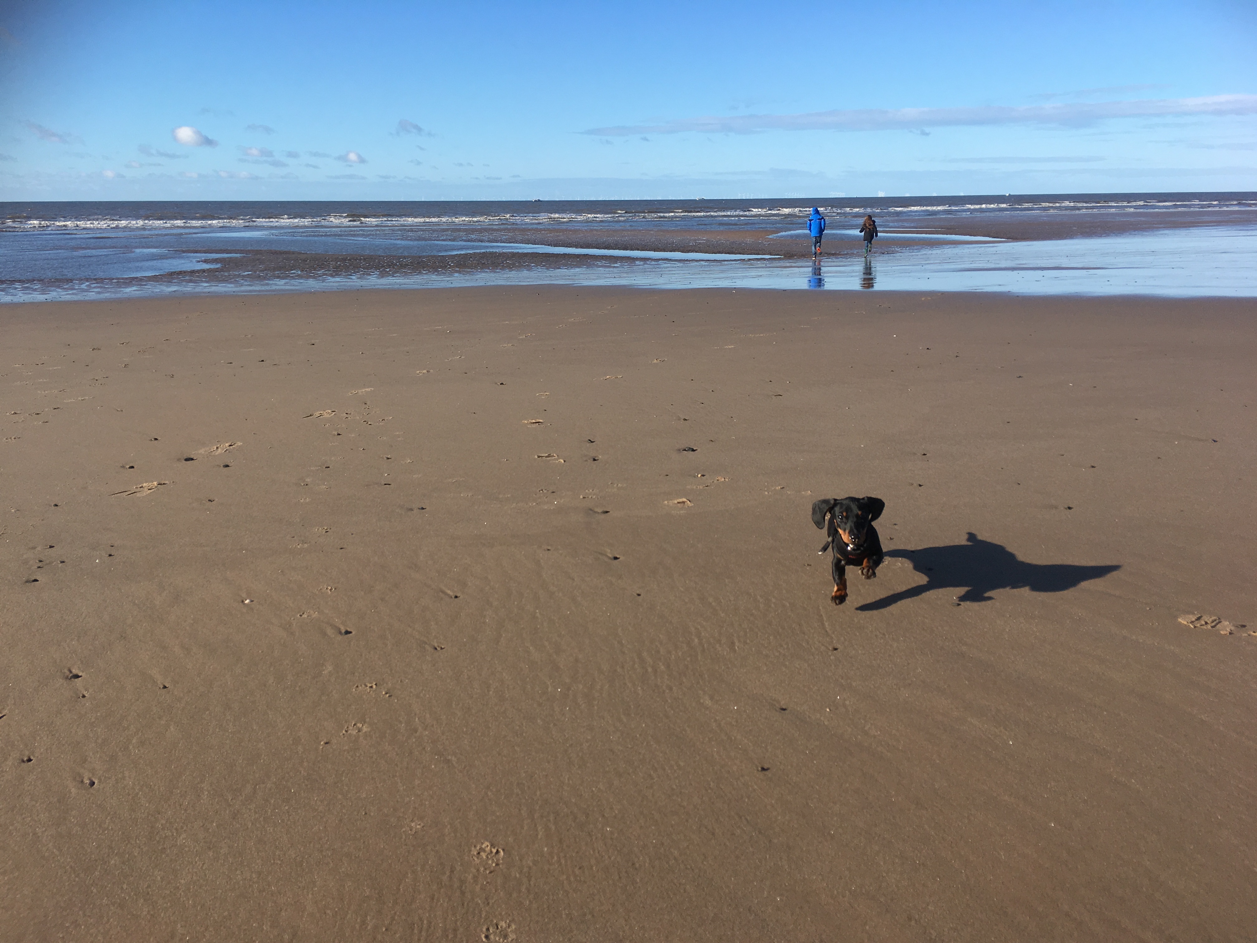 Cleveleys seafront dog on beach