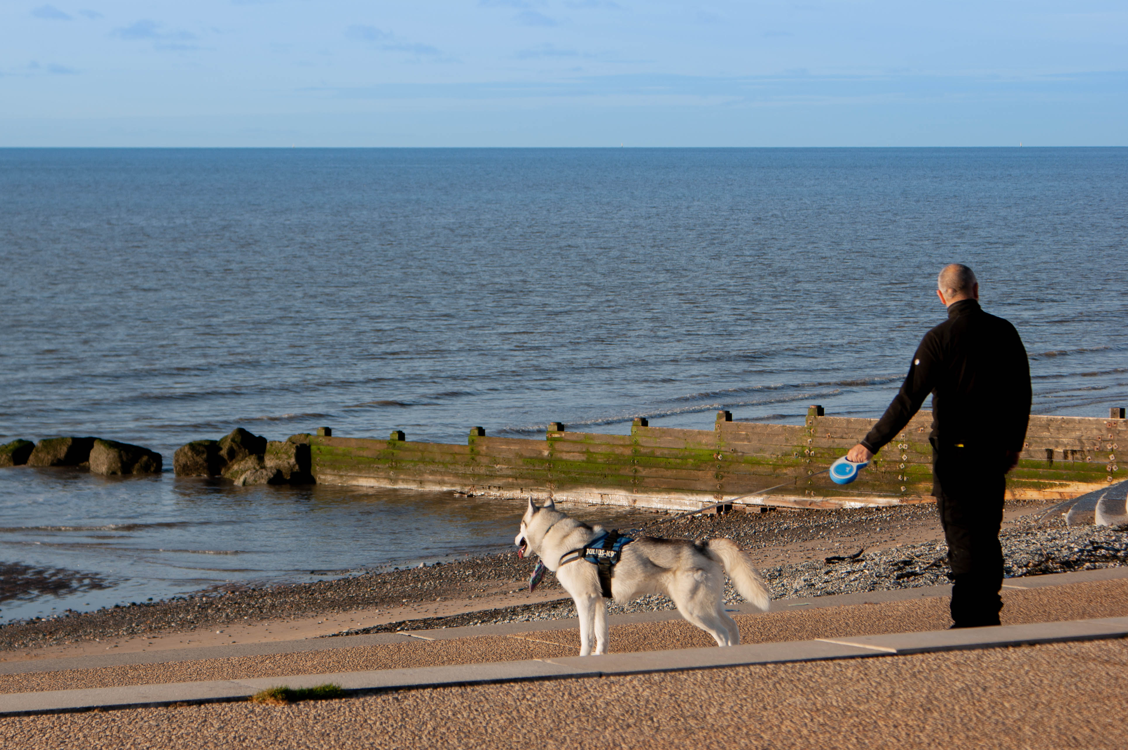 Dog on lead
