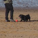 Dog on beach