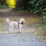 Dog on path