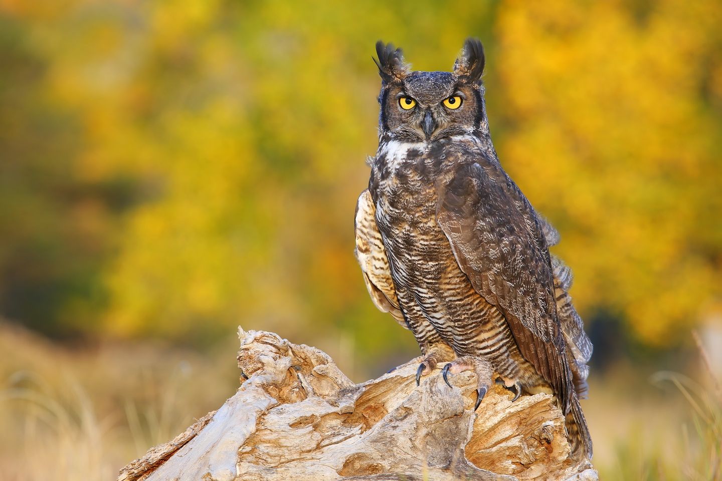 An owl