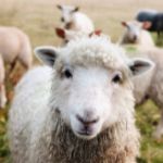 Sheep
