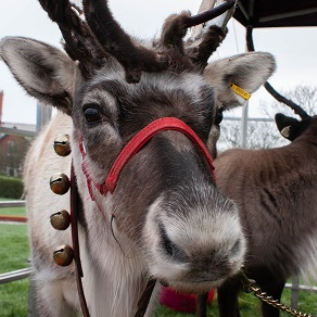 Reindeer in Fleetwood
