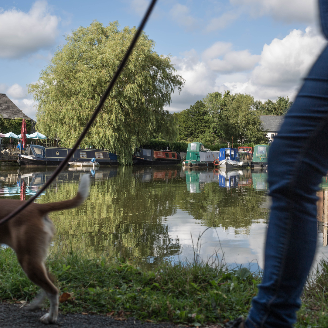 Walking the dog along the canal in Garstang