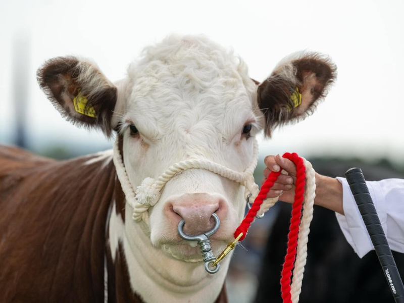 Close up of Cow