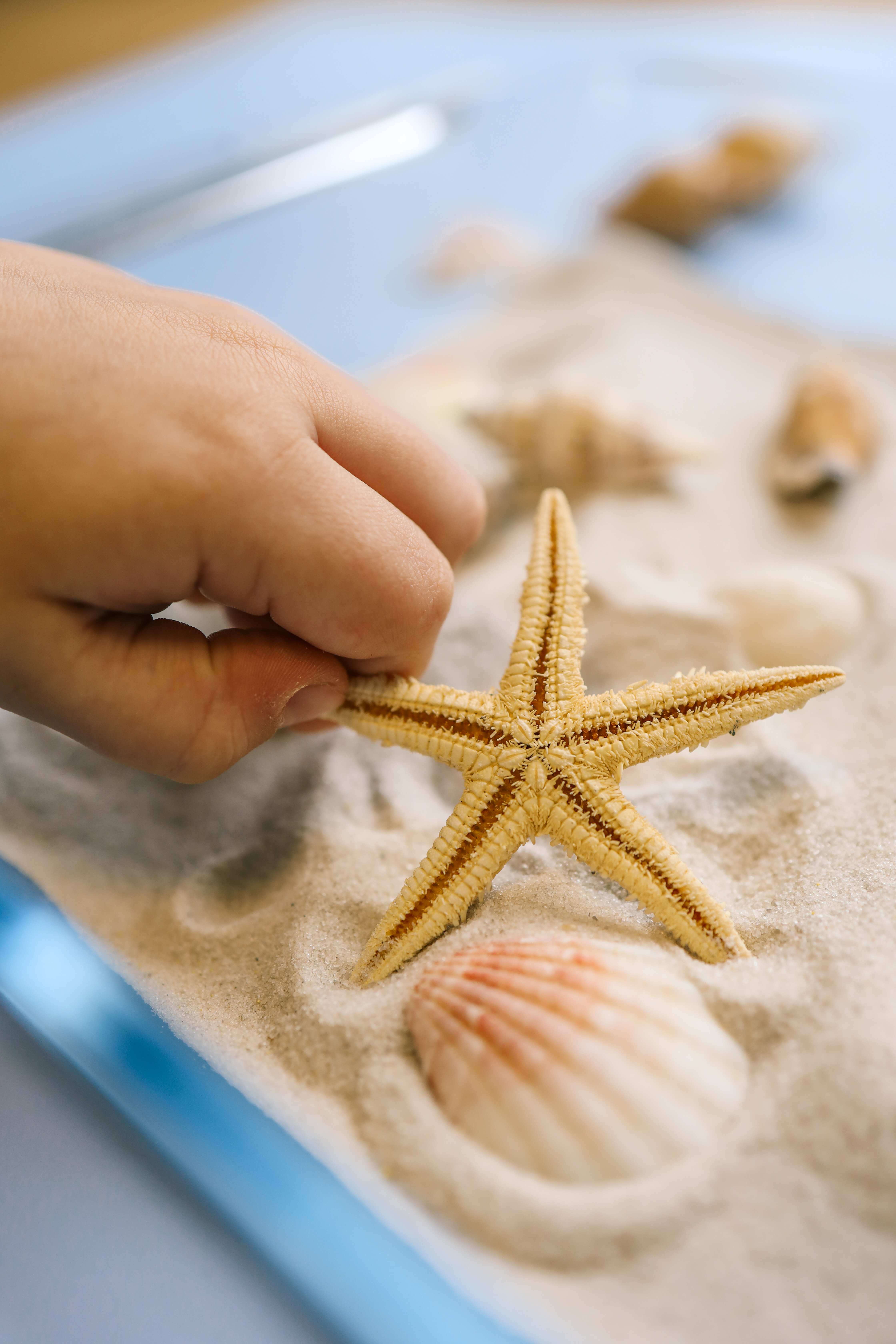 Closeup child s hand exploring seashells glass dish filled with sand light blue background interactive sensory activity creative educational play