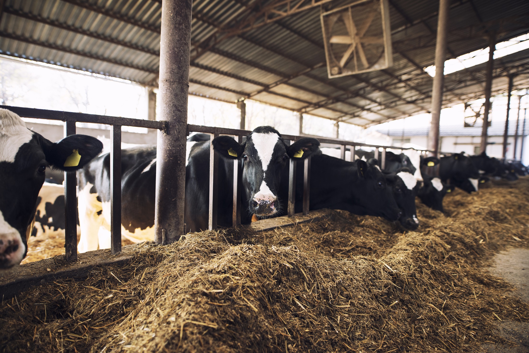 Cows in a barn