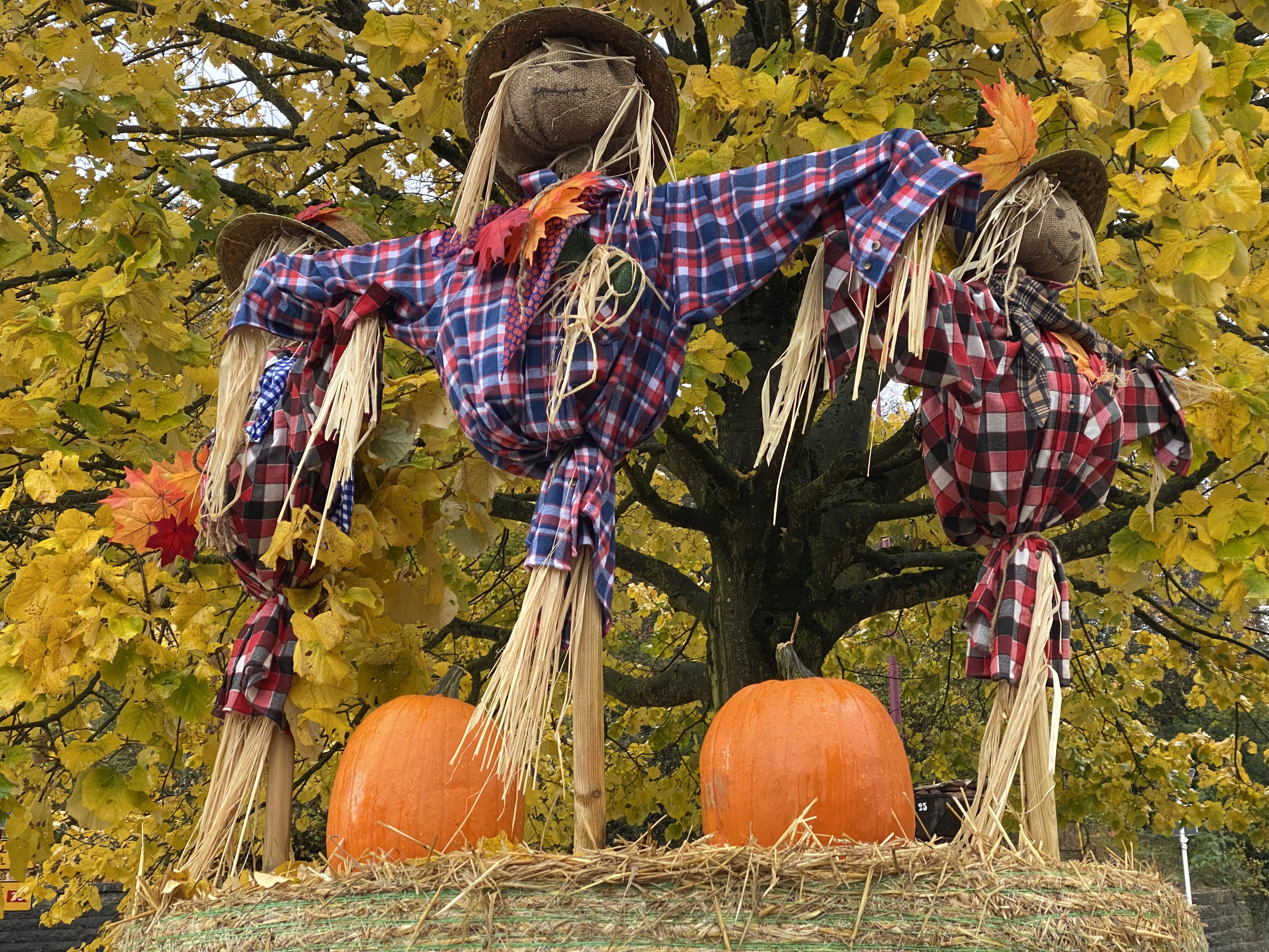 A scarecrow in front of a tree