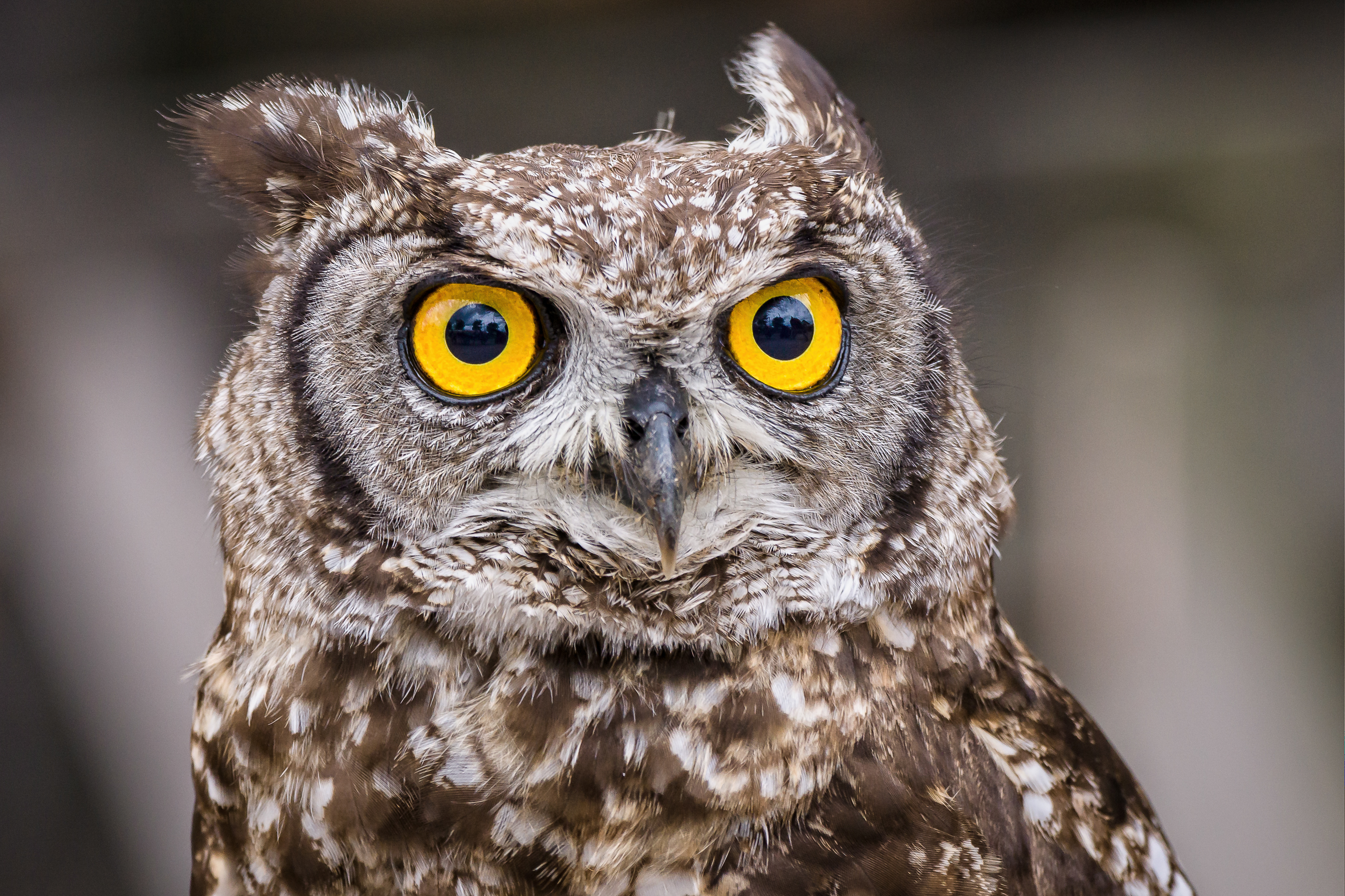 Selective focus shot owl with big yellow eyes